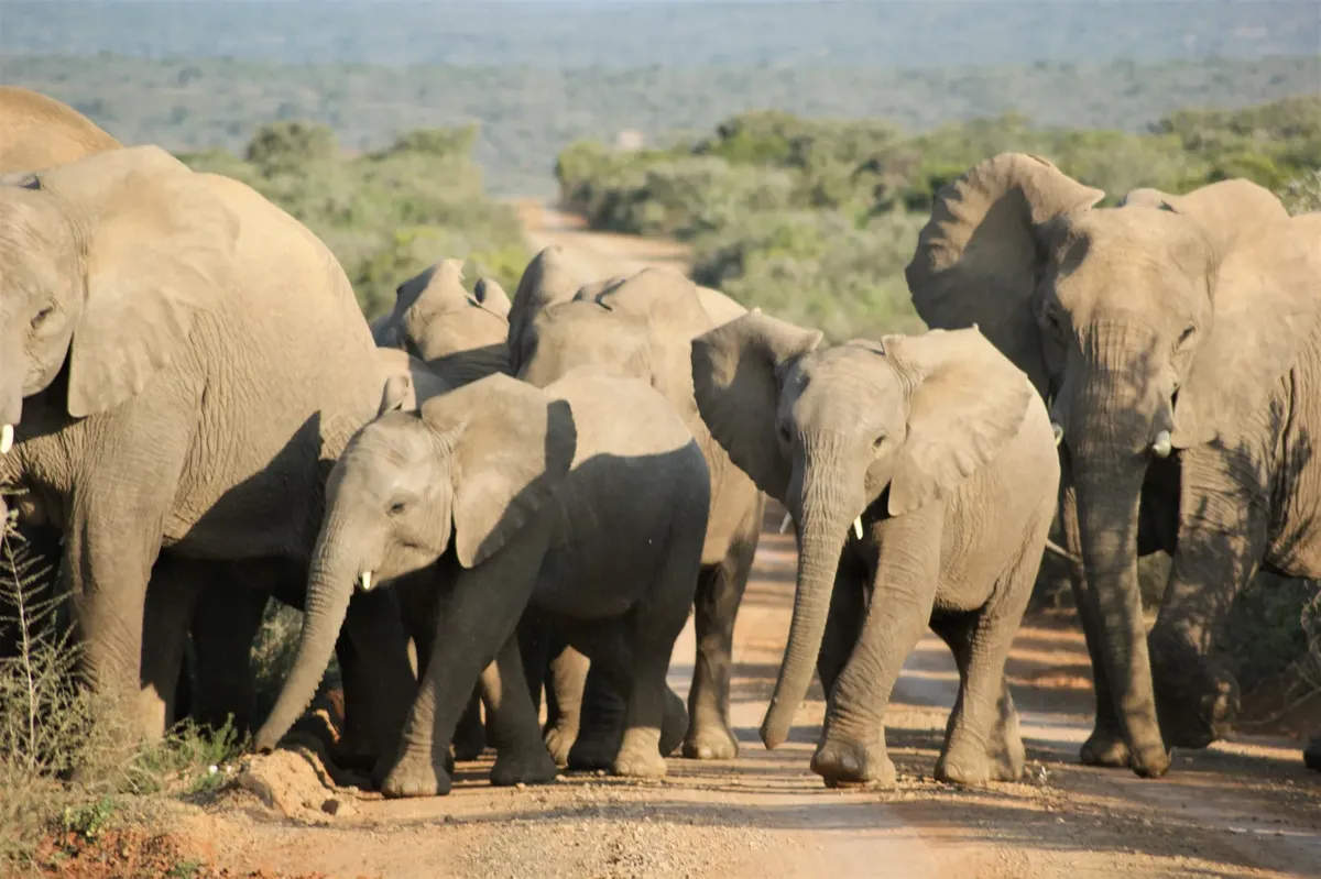 A herd of African elephants, including calves, walking together on a safari in South Africa.