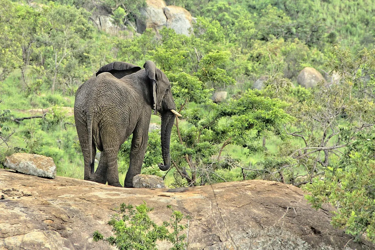 elephant, safari, africa, animal, nature, wildlife, mammal, national park, pachyderm, wild, african, big game, big five, big five, big five, big five, big five,