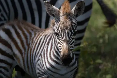 When is the best time for an East Africa Migration Guide?