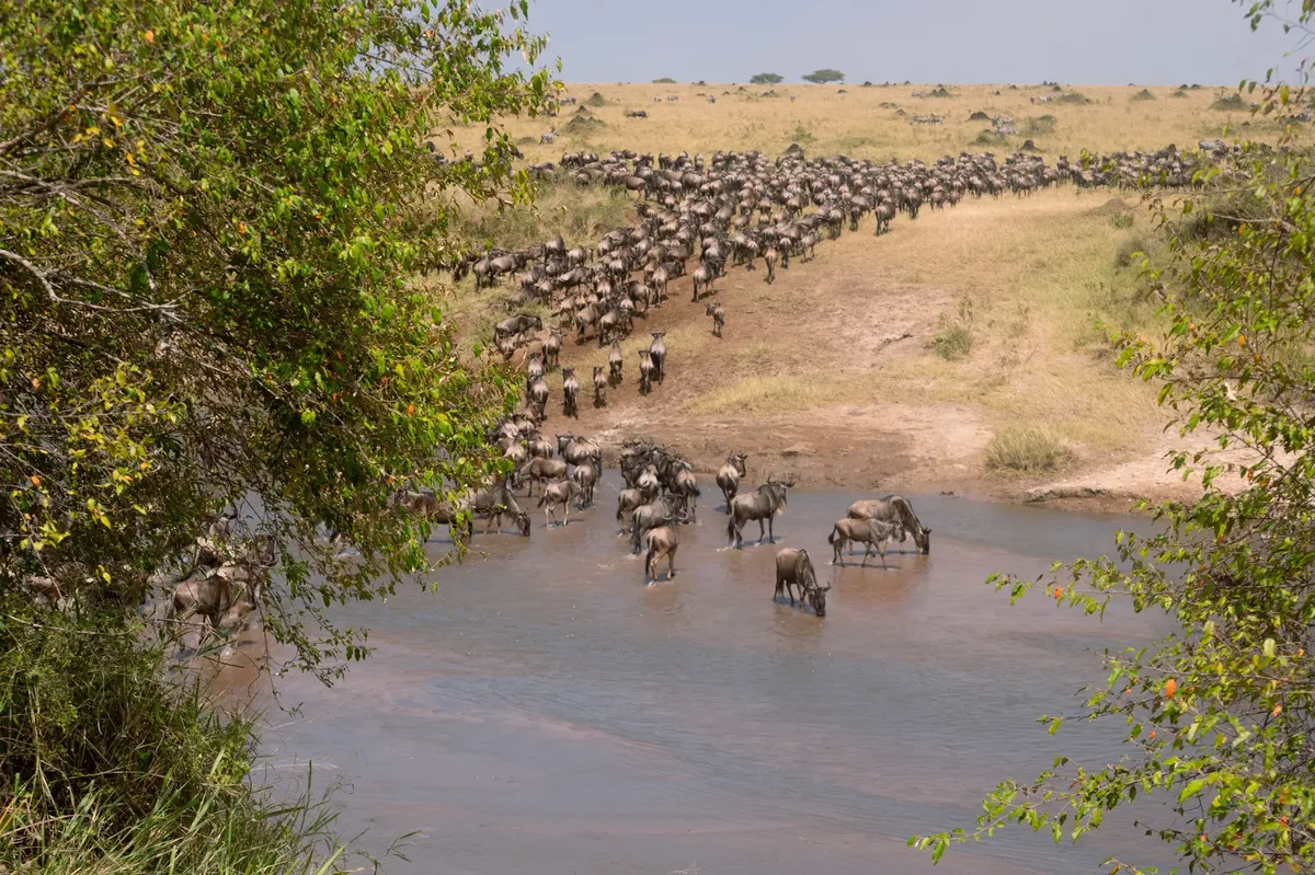Thousands of wildebeest crossing a river during annual migration in Africa's savanna.