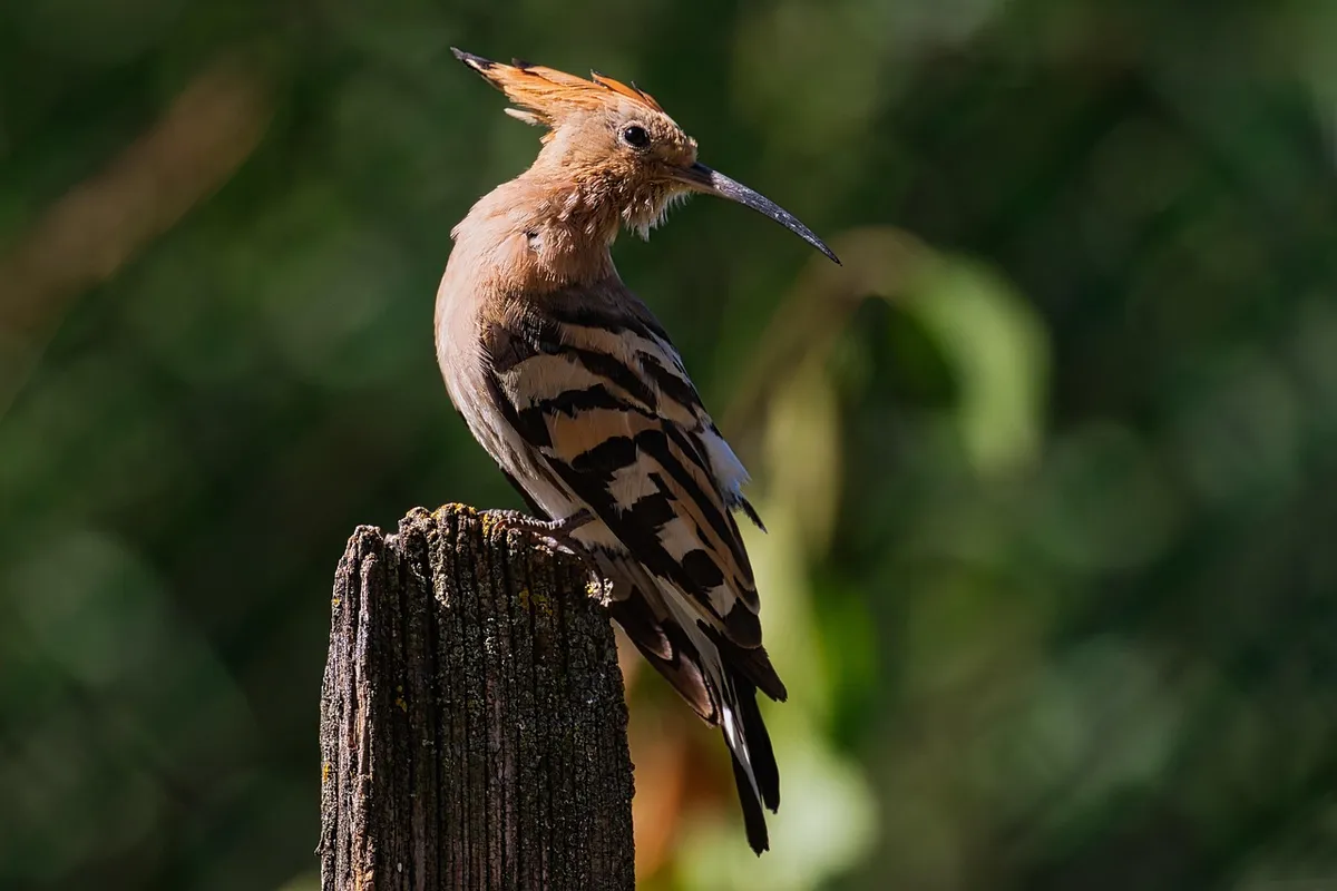 africa, migration, fly, hoopoe, hoopoe, hoopoe, hoopoe, hoopoe, hoopoe